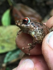 Craugastor fitzingeri