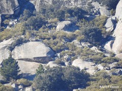 Cytisus oromediterraneus