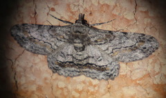 Cleora decisaria