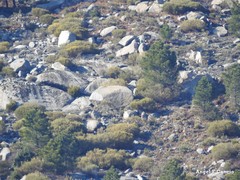 Cytisus oromediterraneus