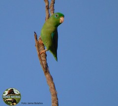 Forpus conspicillatus