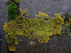 Xanthoria calcicola