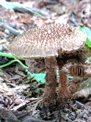 Inocybe hystrix