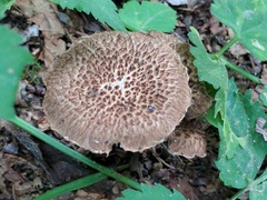 Inocybe hystrix