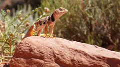 Crotaphytus