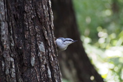 Sitta europaea clara