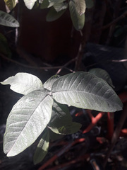 Psidium guajava