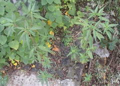 Euphorbia cuphosperma