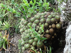Echinofossulocactus lamellosus