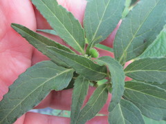 Euphorbia cuphosperma