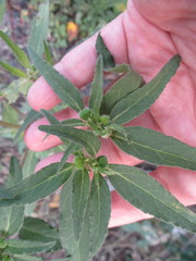 Euphorbia cuphosperma
