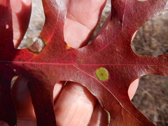 Polystepha pustuloides