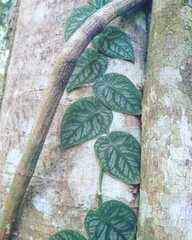 Monstera dubia