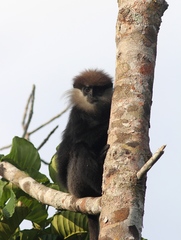 Semnopithecus vetulus
