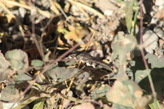 Proserpinus terlooii