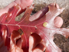 Polystepha pustuloides