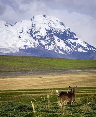 Odocoileus virginianus ustus