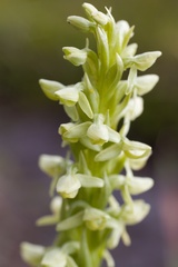 Platanthera hyperborea
