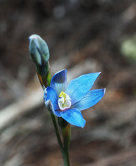 Thelymitra aemula