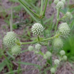 Eryngium elegans
