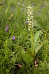 Platanthera hyperborea
