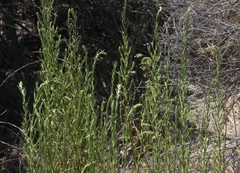 Pseudognaphalium ramosissimum