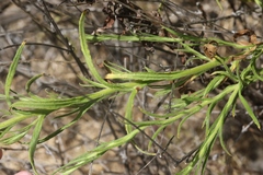 Pseudognaphalium ramosissimum