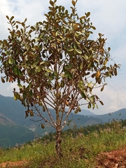 Vochysiaceae
