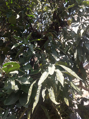 Prunus persica
