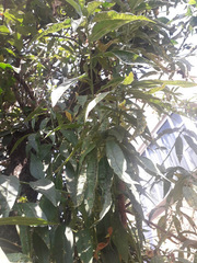 Prunus persica