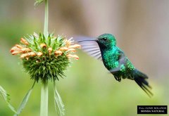 Chlorostilbon gibsoni