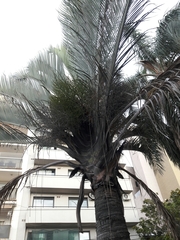 Dypsis decaryi