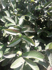 Psidium guajava