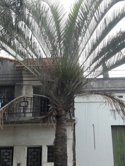 Dypsis decaryi