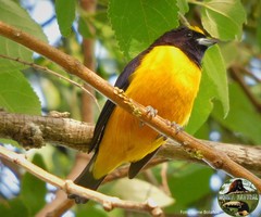 Euphonia concinna