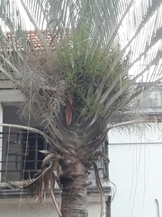 Dypsis decaryi