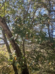 Quercus incana