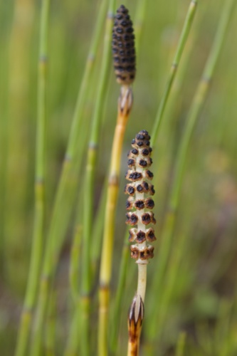 praslička močiarna (Equisetum palustre)