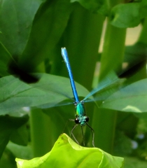 Calopteryx syriaca