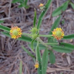 Lippia asperrima