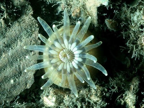 iNaturalist | (c) National Museums Northern Ireland and its licensors, some rights reserved (CC BY-NC-SA) Representative image of Anemonactis