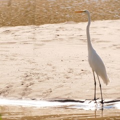 Ardea alba