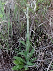 Stenachaenium riedelii