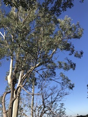 Eucalyptus carnea