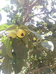 Psidium guajava