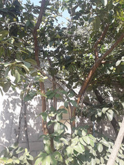 Psidium guajava