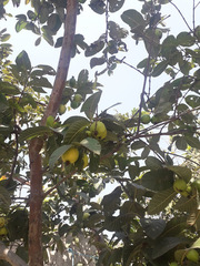 Psidium guajava