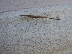 Bistanta mexicana