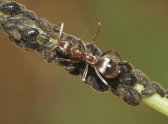 Formica francoeuri