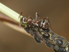 Formica francoeuri